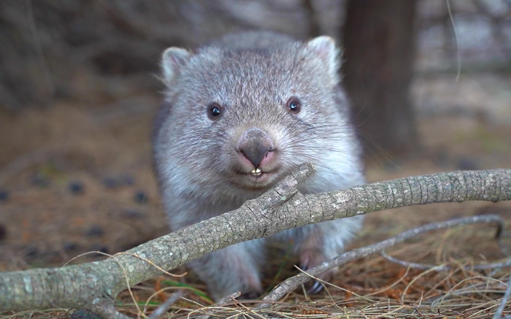 袋熊宝宝居然主动靠近up主!太可爱了