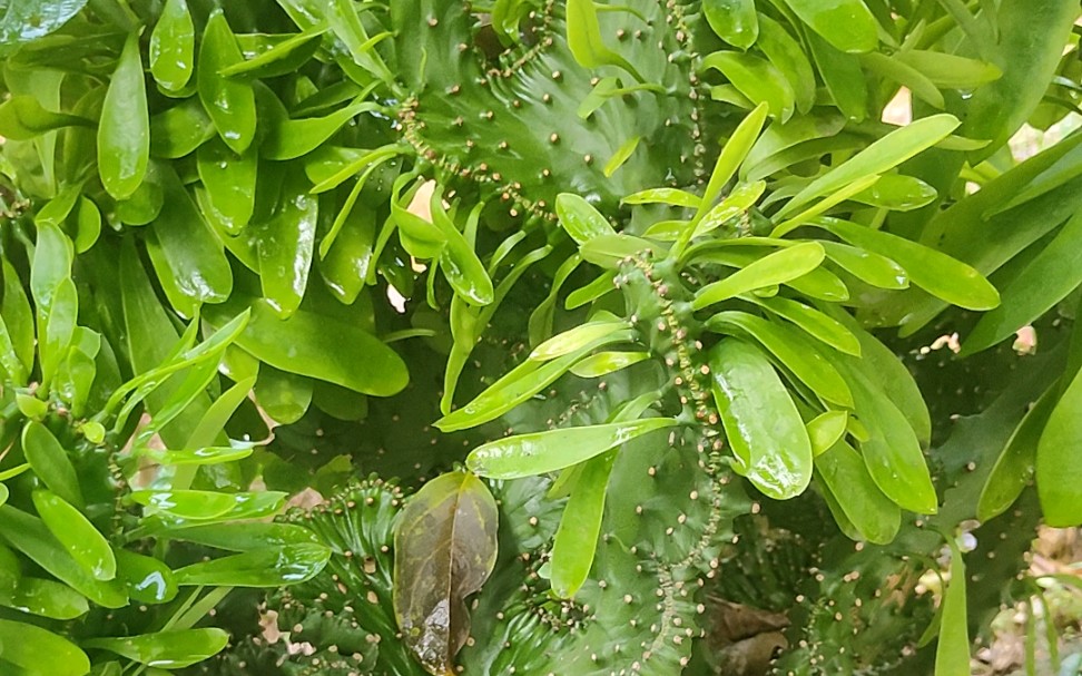 仙人掌的茎和叶图片