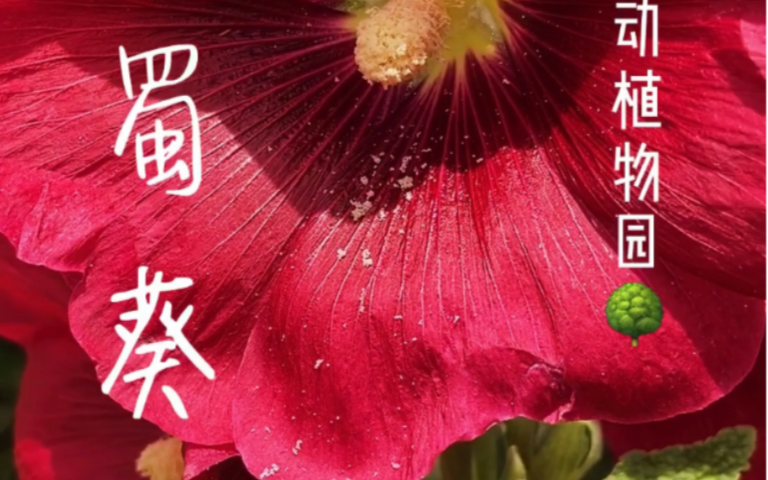 花语为“梦”的植物蜀葵哔哩哔哩bilibili