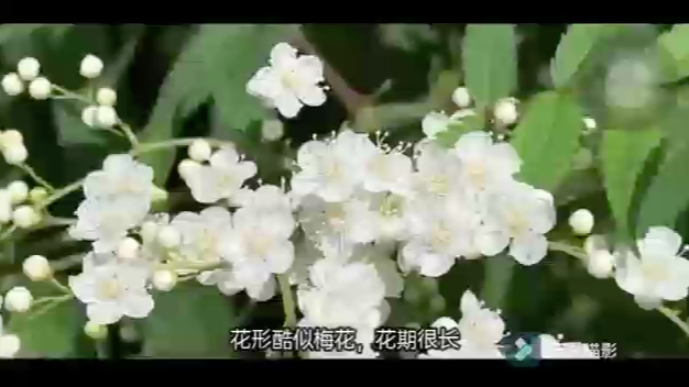 蔷薇科(绣线菊亚科)以珍珠梅为例哔哩哔哩bilibili