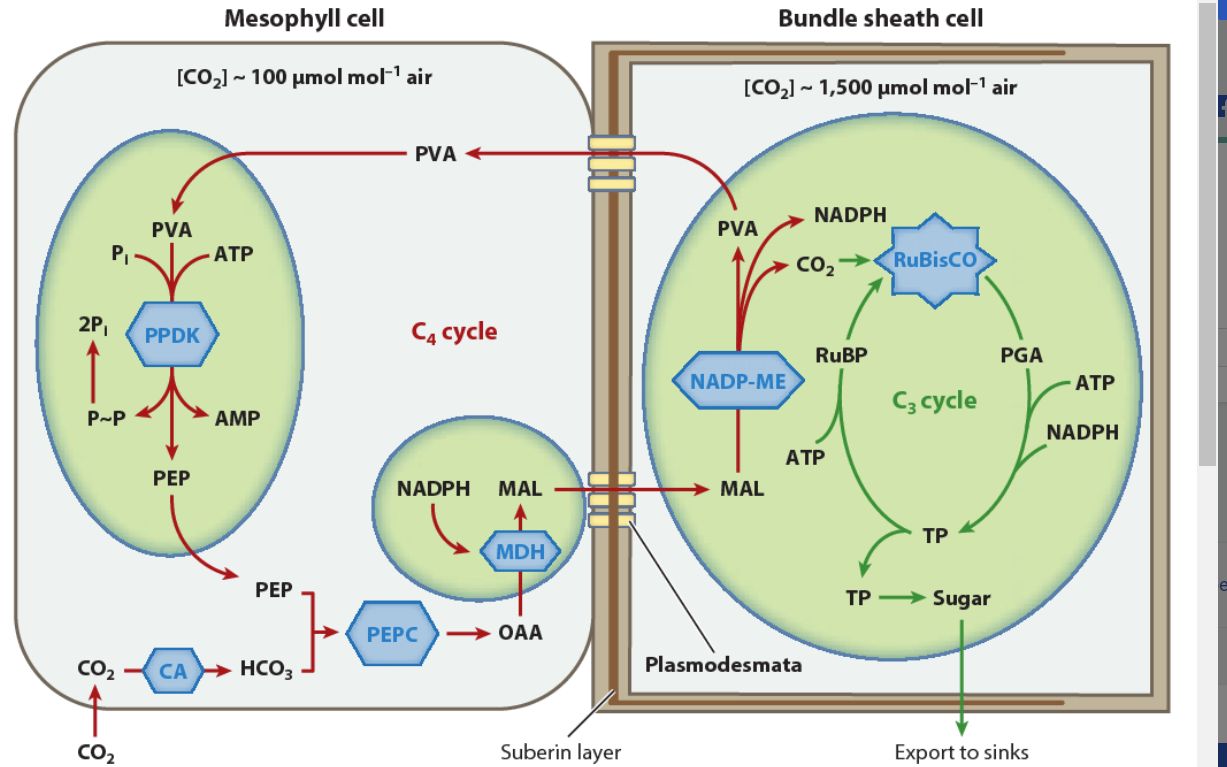 光呼吸 【清华学长带你过生化】第7期 生物化学 光合作用_哔哩哔哩
