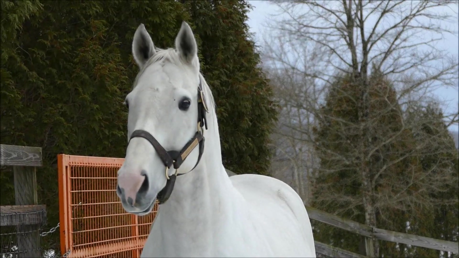 【赛马娘】黄金船与黄金2_哔哩哔哩 (゜-゜)つロ 干杯~-bilibili