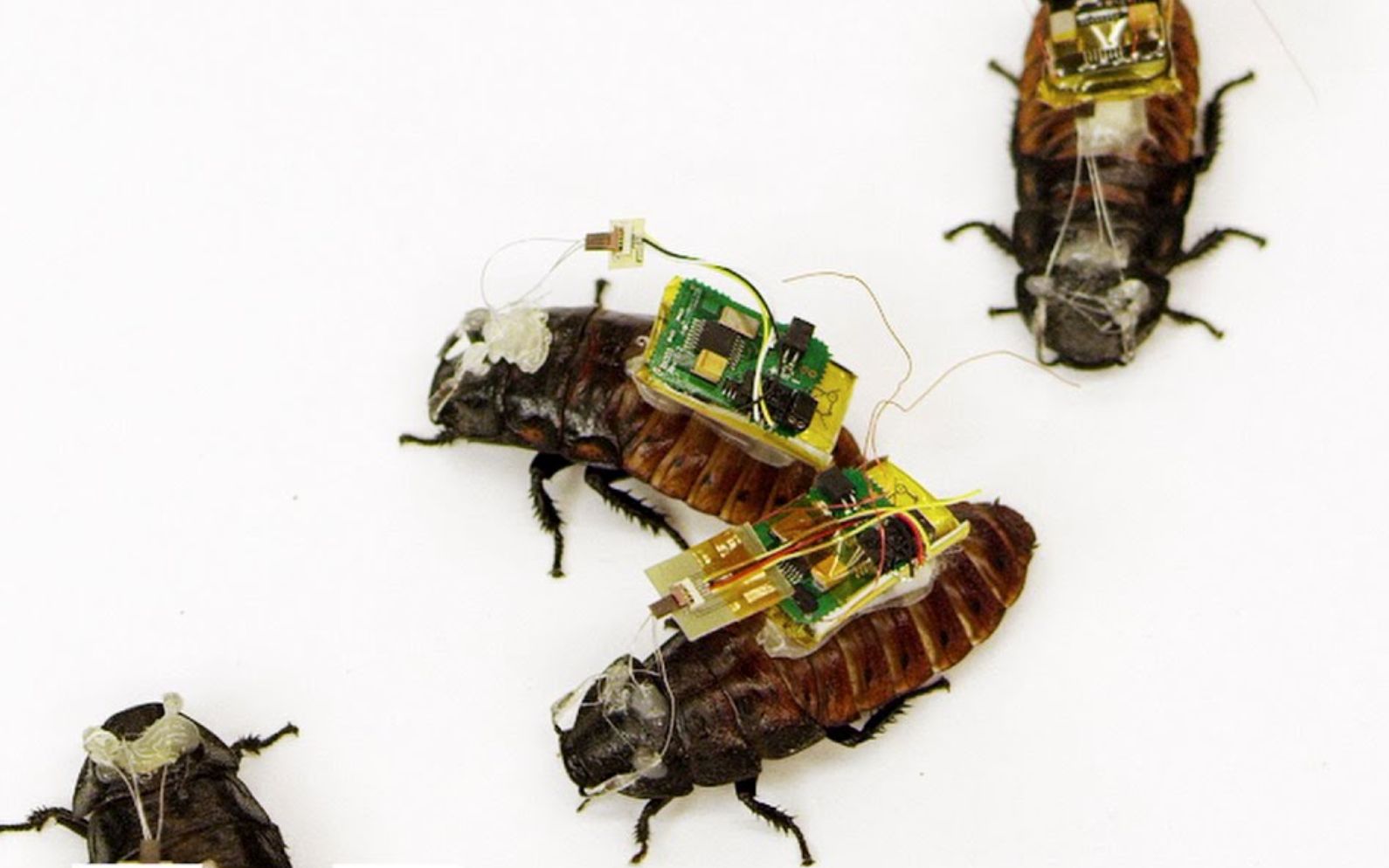 机器人蟑螂:半机械蟑螂可用于搜救|2015【美国北卡罗来纳州立大学】