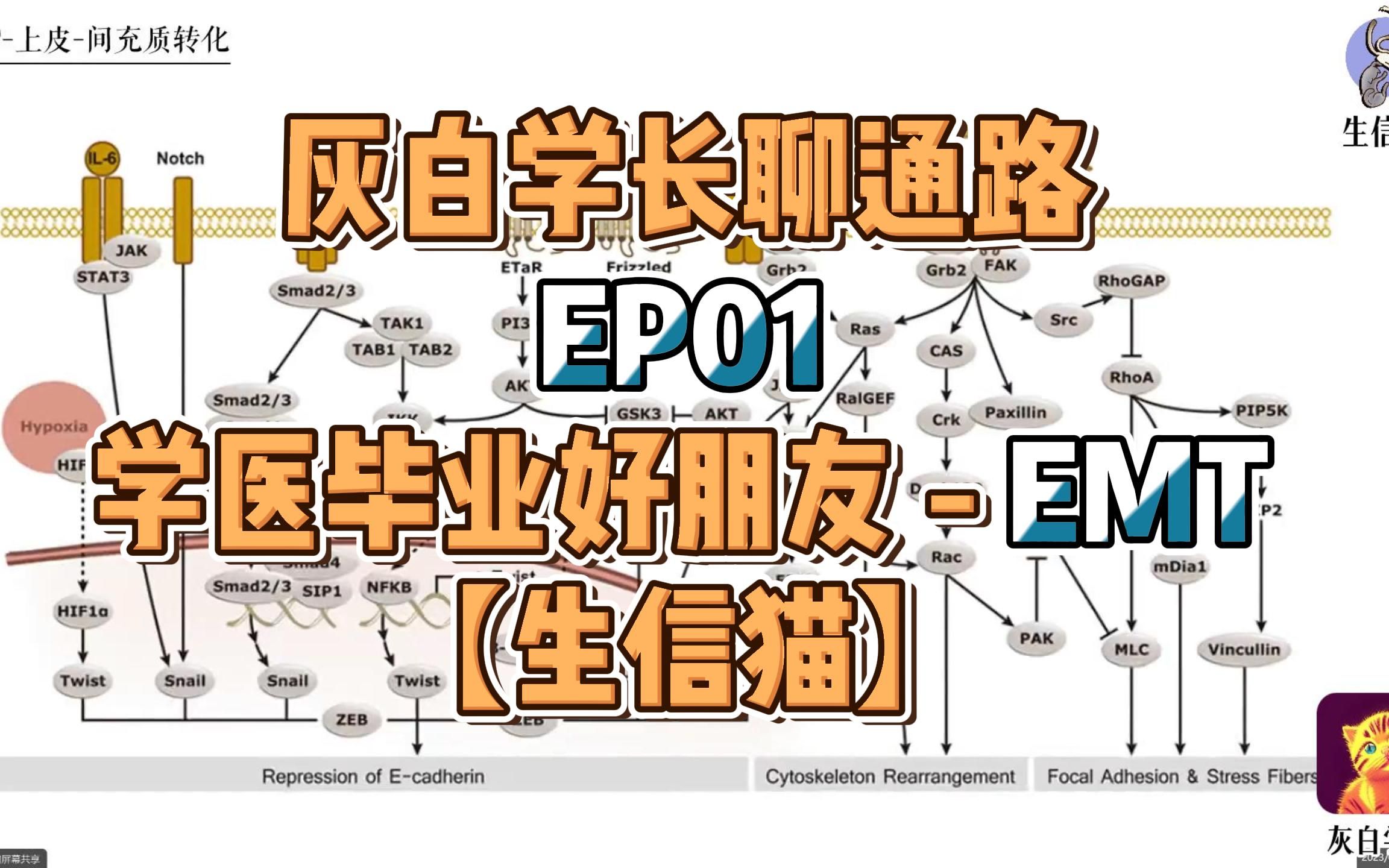 灰白学长聊通路EP01医学生毕业的好朋友EMT【生信猫】哔哩哔哩bilibili