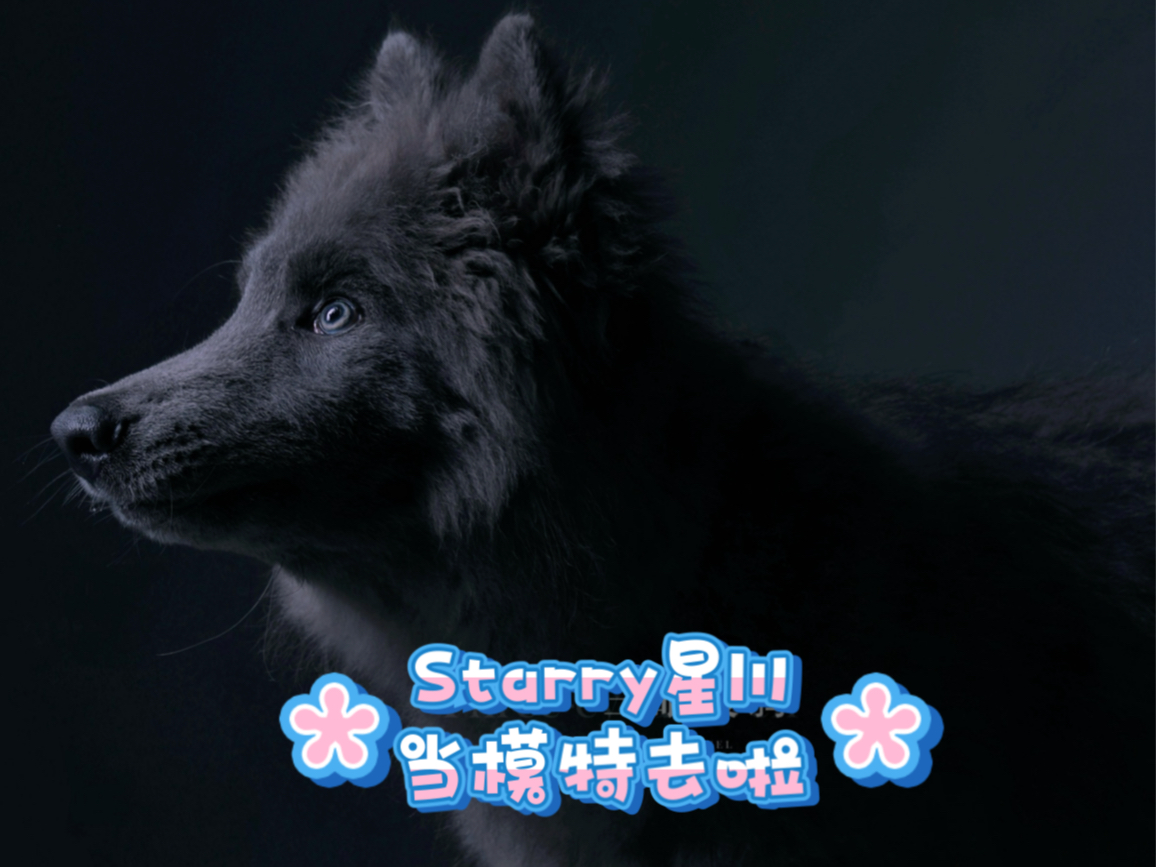 摄影师镜头下的Starry星川【北欧狼犬】哔哩哔哩bilibili