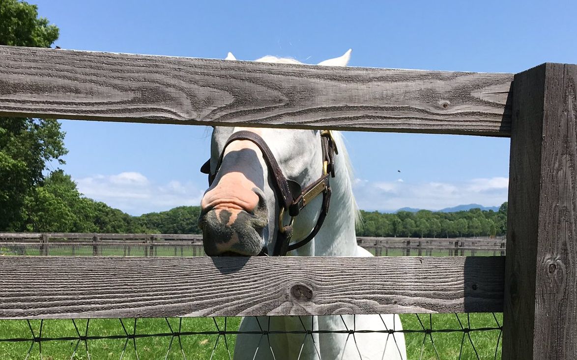 马民们对黄金船高抬腿的怨念