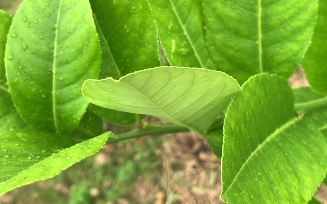 各种水果蔬菜都可以使用的植物生长因子哔哩哔哩bilibili