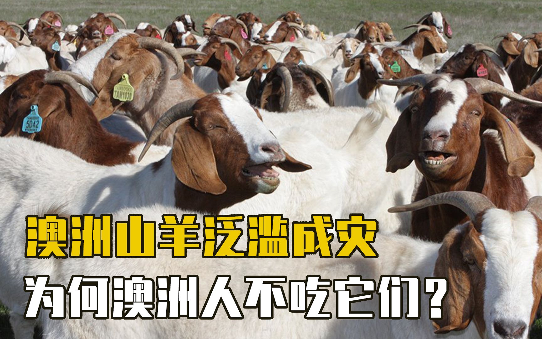 澳洲山羊泛滥成灾,严重破坏生态环境,为何澳洲人不吃它们?