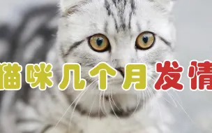 Download Video: 猫咪几个月发情