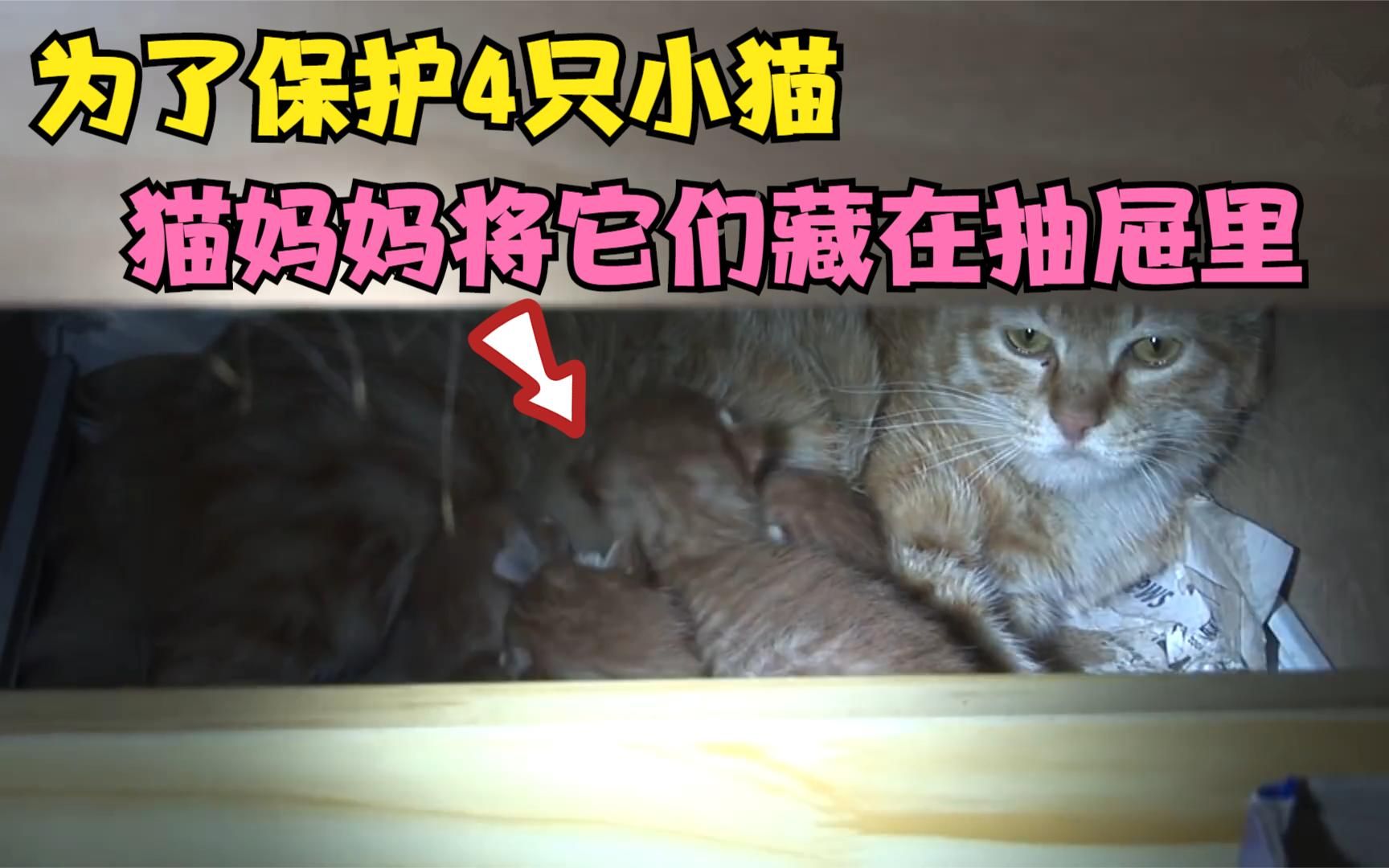 [图]母爱太伟大了，猫妈妈为了保护4只小猫，竟将它们藏在抽屉里