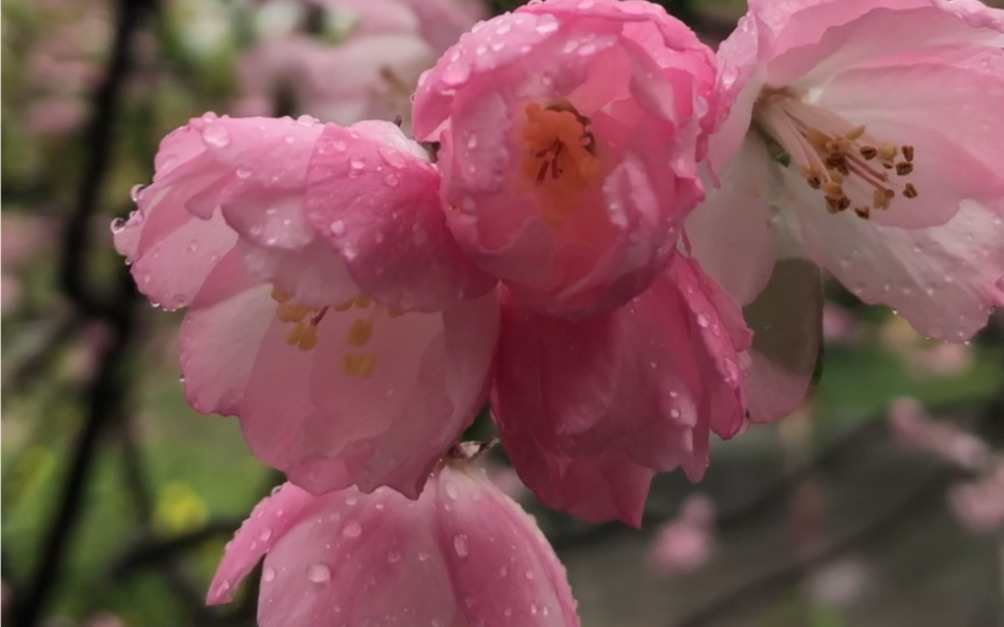 三月桃花夭夭,雨后桃花