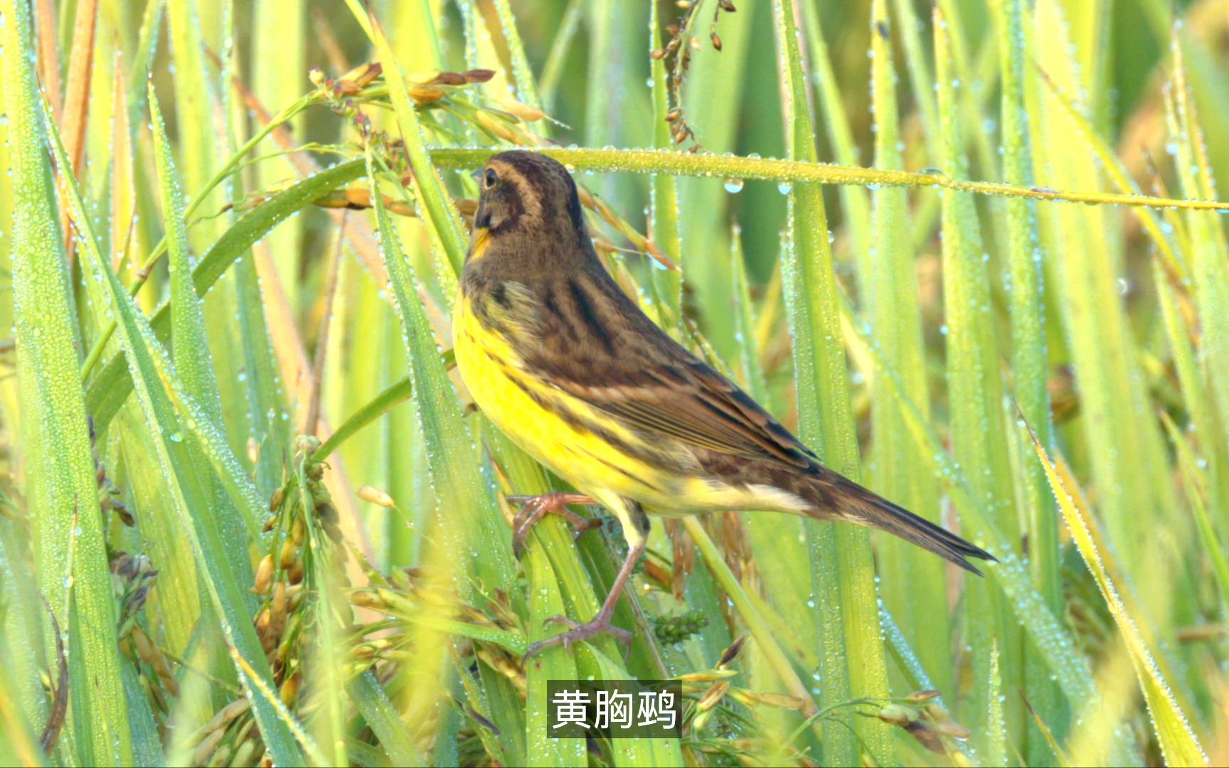 黄胸鹀雌鸟图片