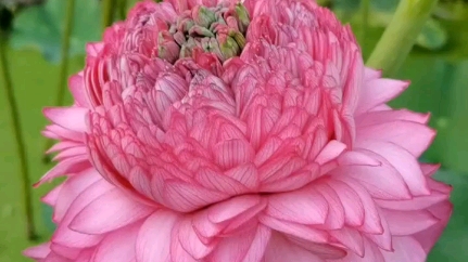 大型莲花至尊千瓣