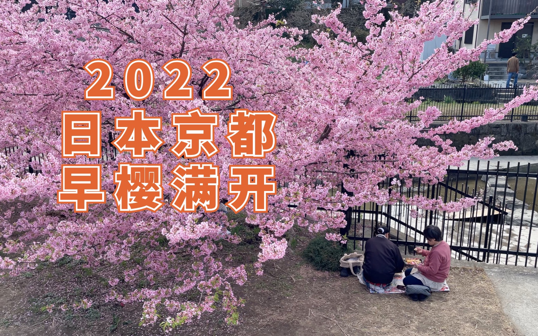 2022,日本京都早樱满开!人们在樱花树下享受午餐!哔哩哔哩bilibili