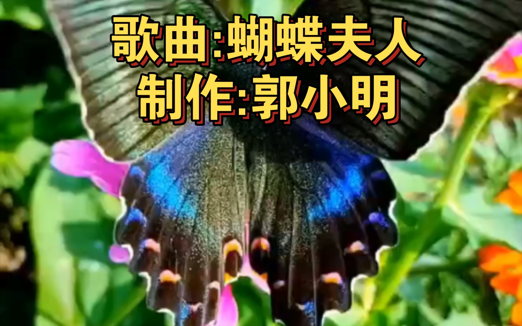 送给大家一首好听的歌曲蝴蝶夫人