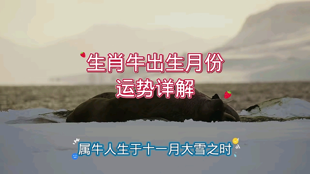 生肖牛出生月份运势详解哔哩哔哩bilibili