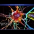 神经元结构功能