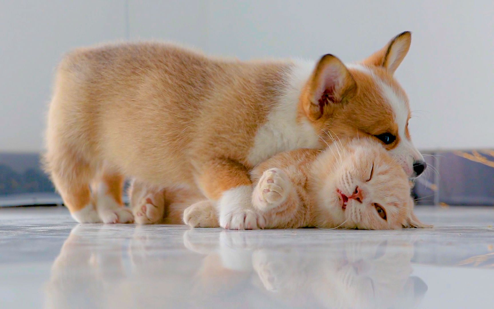 [图]恋爱猫片，甜到发齁！这才叫青梅竹马，两小无猜吧！