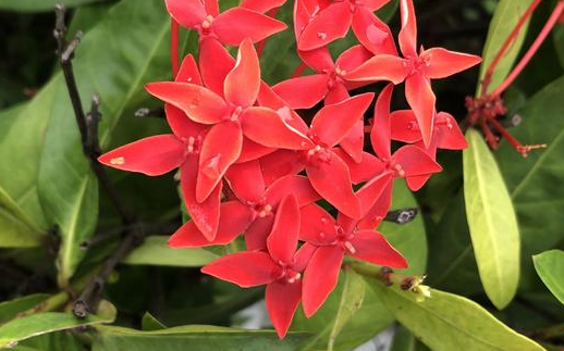 原神-风车菊地点攻略_哔哩哔哩_bilibili