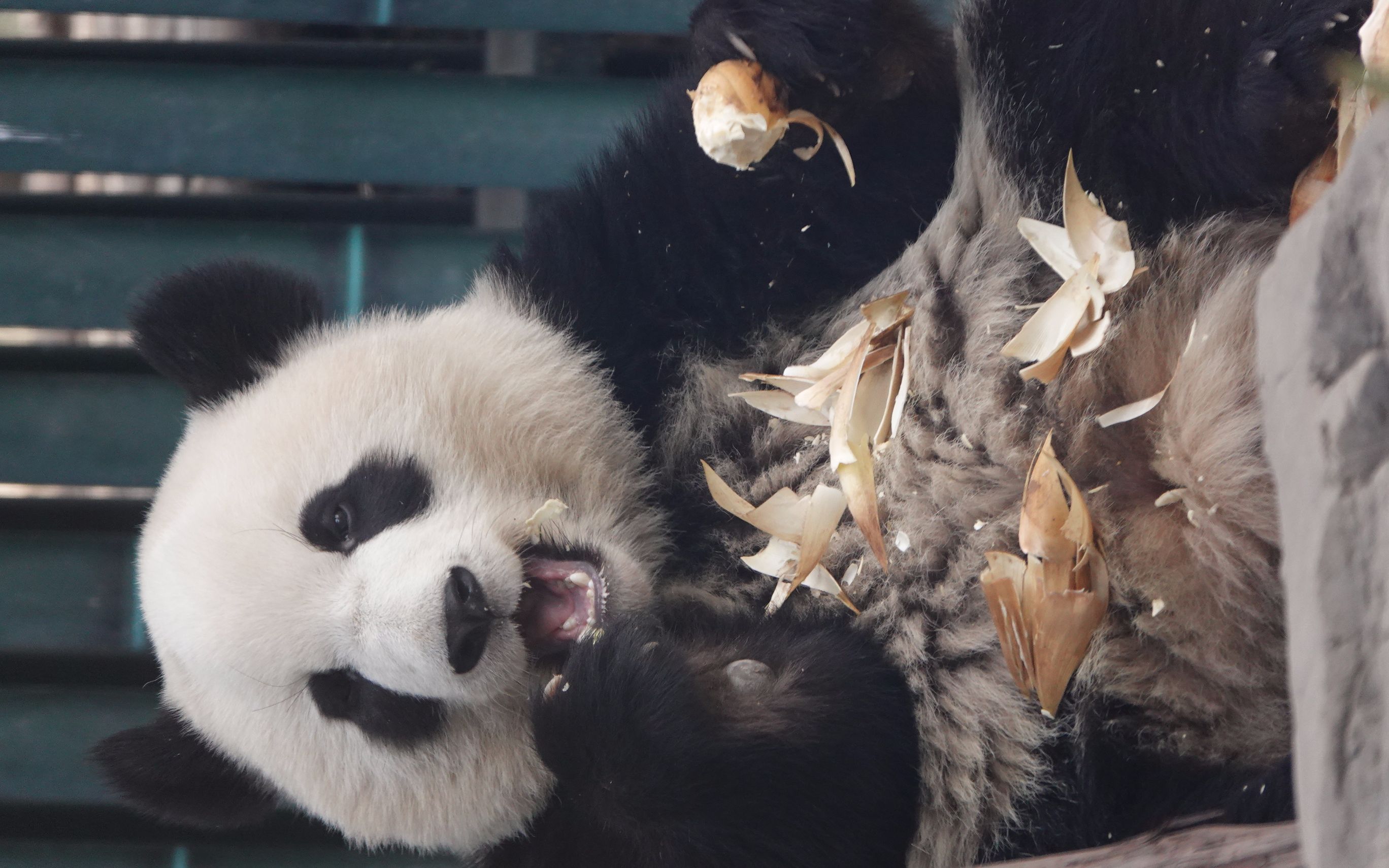 【大熊猫】萌四萌五互怼2