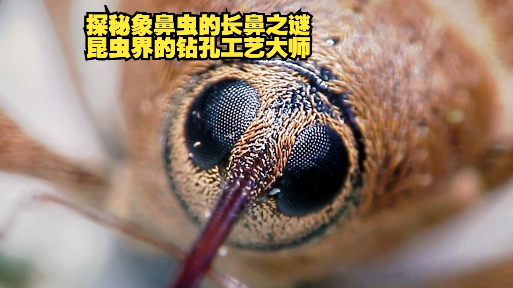 探秘象鼻虫的长鼻之谜,昆虫界的钻孔工艺大师