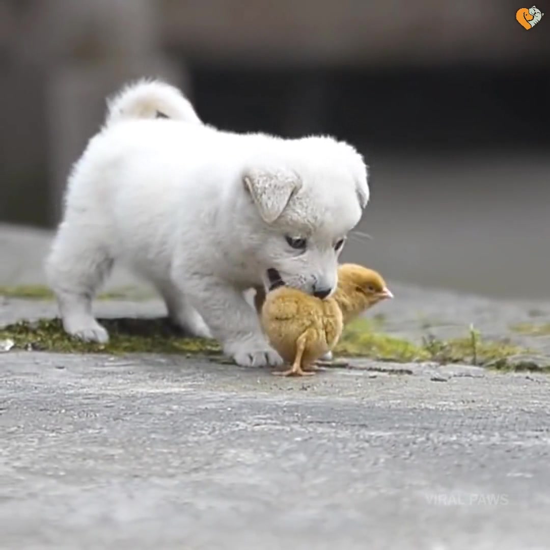 可爱呆萌治愈系小白狗与小鸡嬉戏