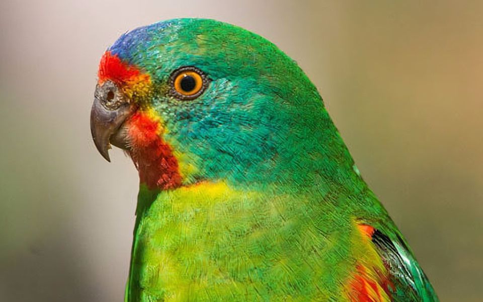 雨燕鹦鹉(又称快速鹦鹉)视频2p