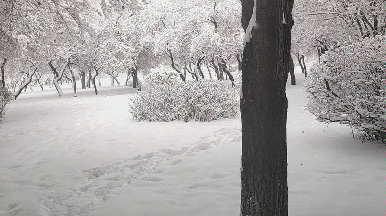 [图]北方的雪真美，像童话世界