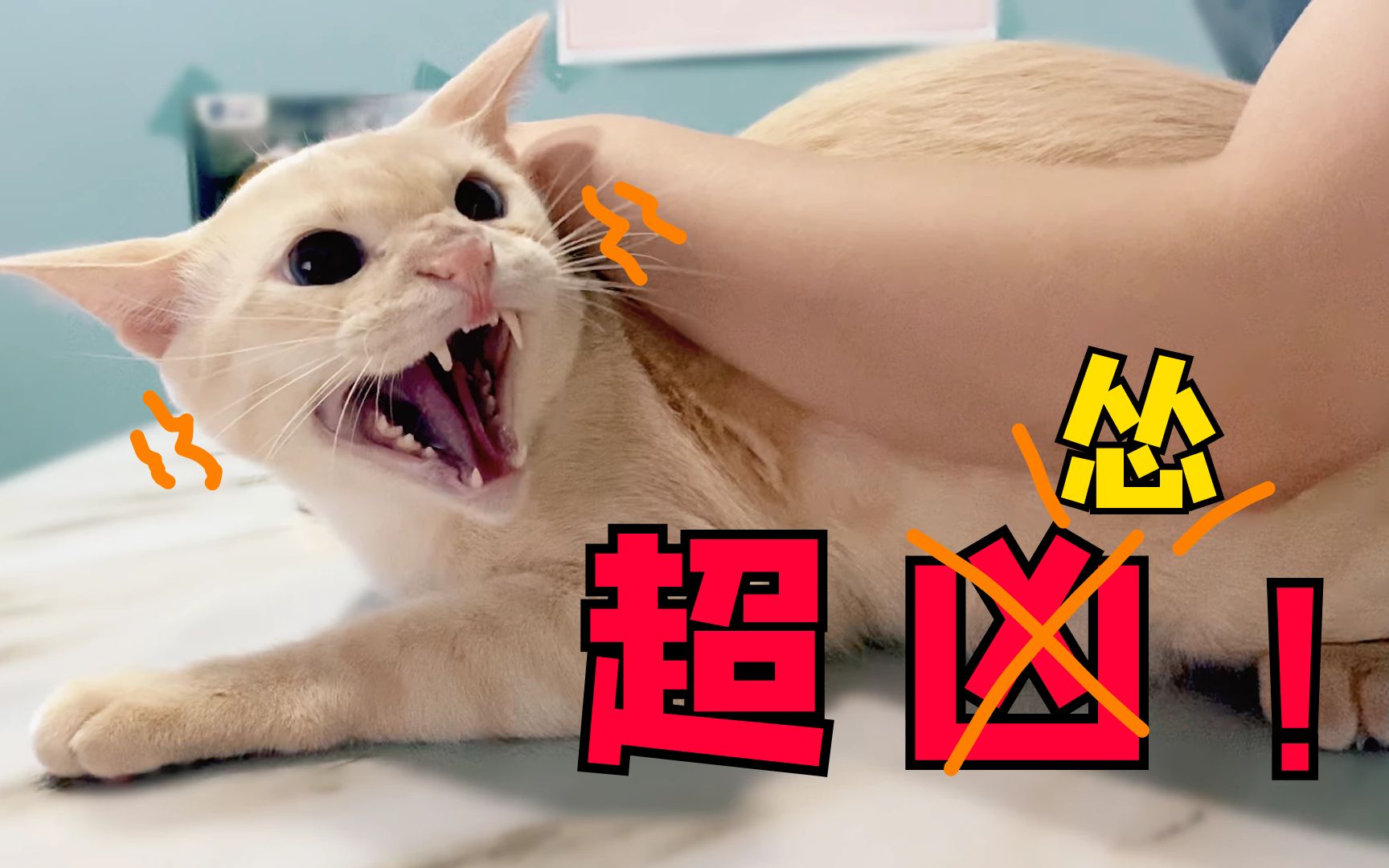 超怂小猫咪打针吓得一动不敢动表情再凶也露馅儿了