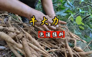 Download Video: 好几个大哥托大龙挖泡酒猛货，清晨进山狂挖几小时，收获很可以！