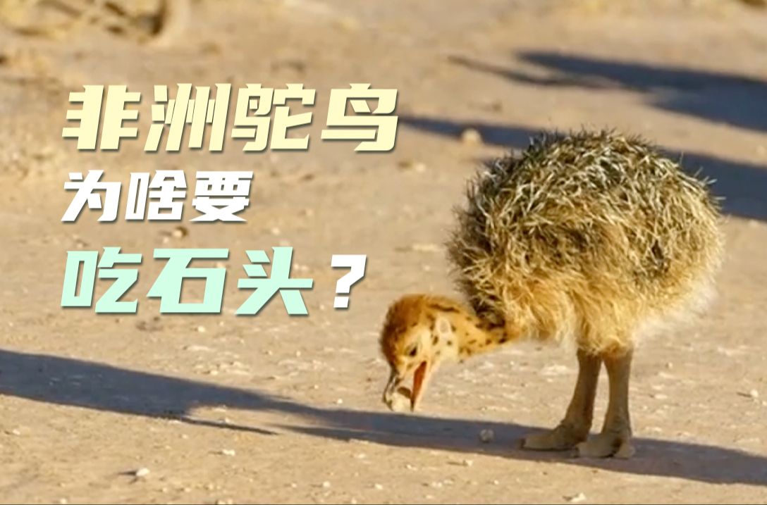 跟着父母去上课的鸵鸟宝宝太可爱了