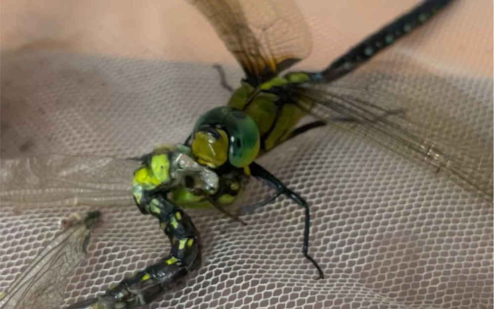 黑纹为蜓啃食羽化失败的黑纹伟蜓