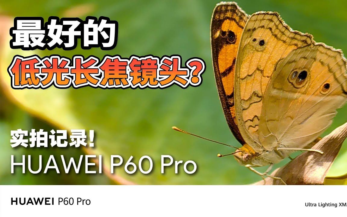 连蜻蜓头部的毛发都拍得一清二楚?! HUAWEI P60 Pro相机实拍记录!可能是最好的超聚光长焦镜头?!哔哩哔哩bilibili