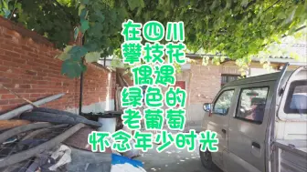 Descargar video: 在四川攀枝花偶遇绿色的老葡萄怀念年少时光