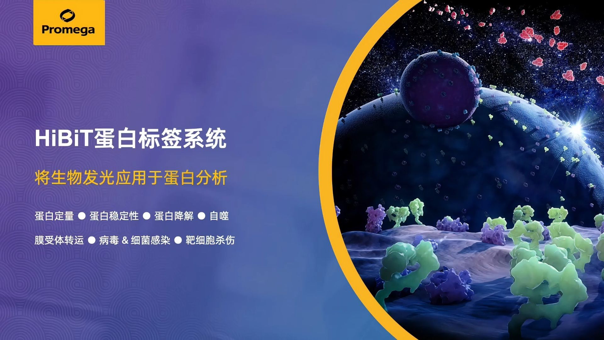 HiBiT蛋白标签系统，将生物发光应用于蛋白分析