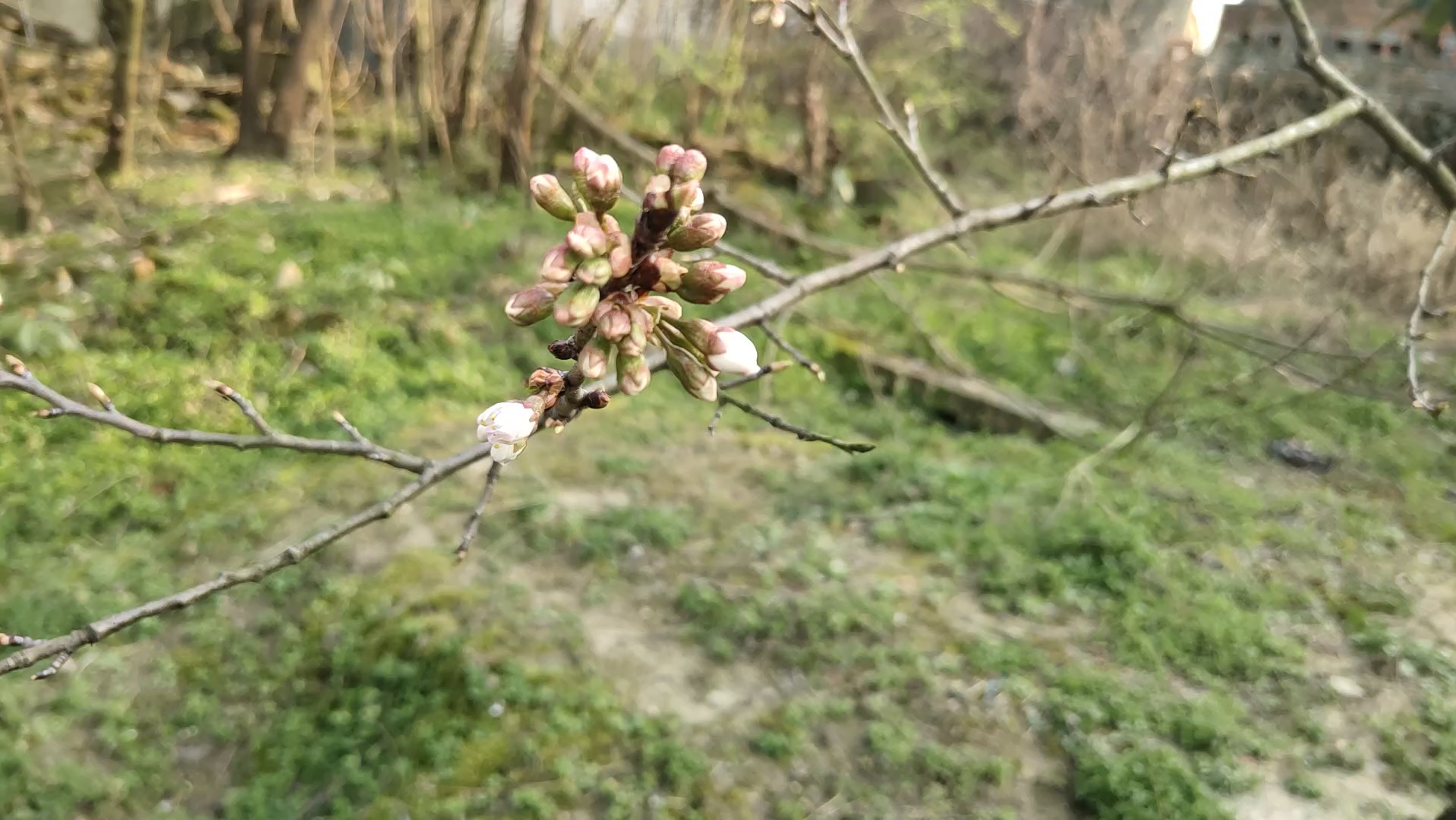 樱桃树花开与花苞