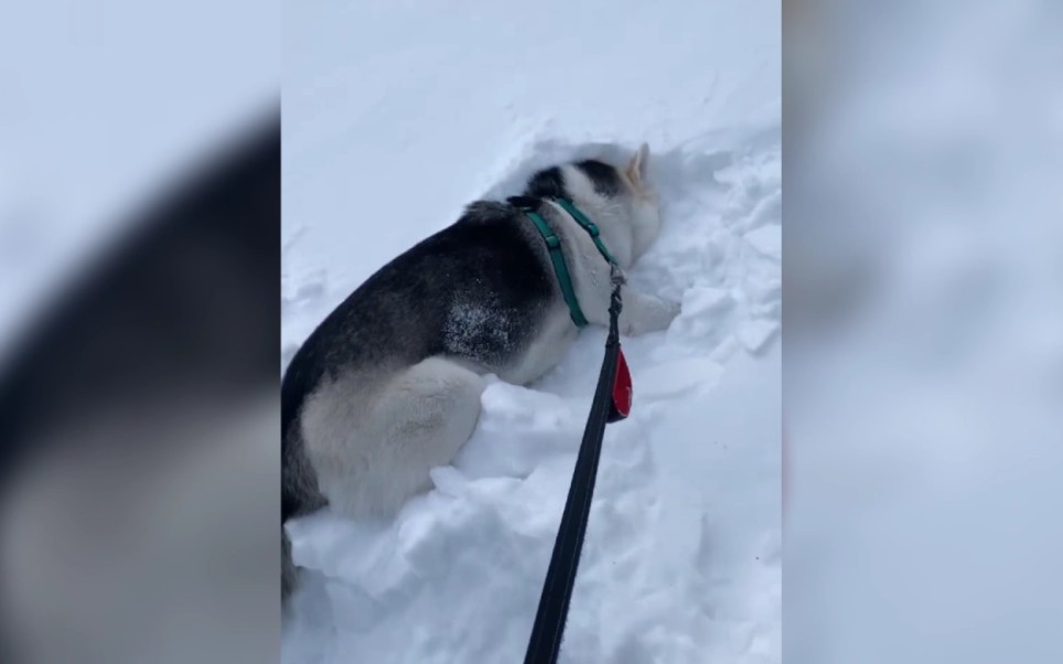 [图]下雪天，狗子们的快乐天|･ω･｀)