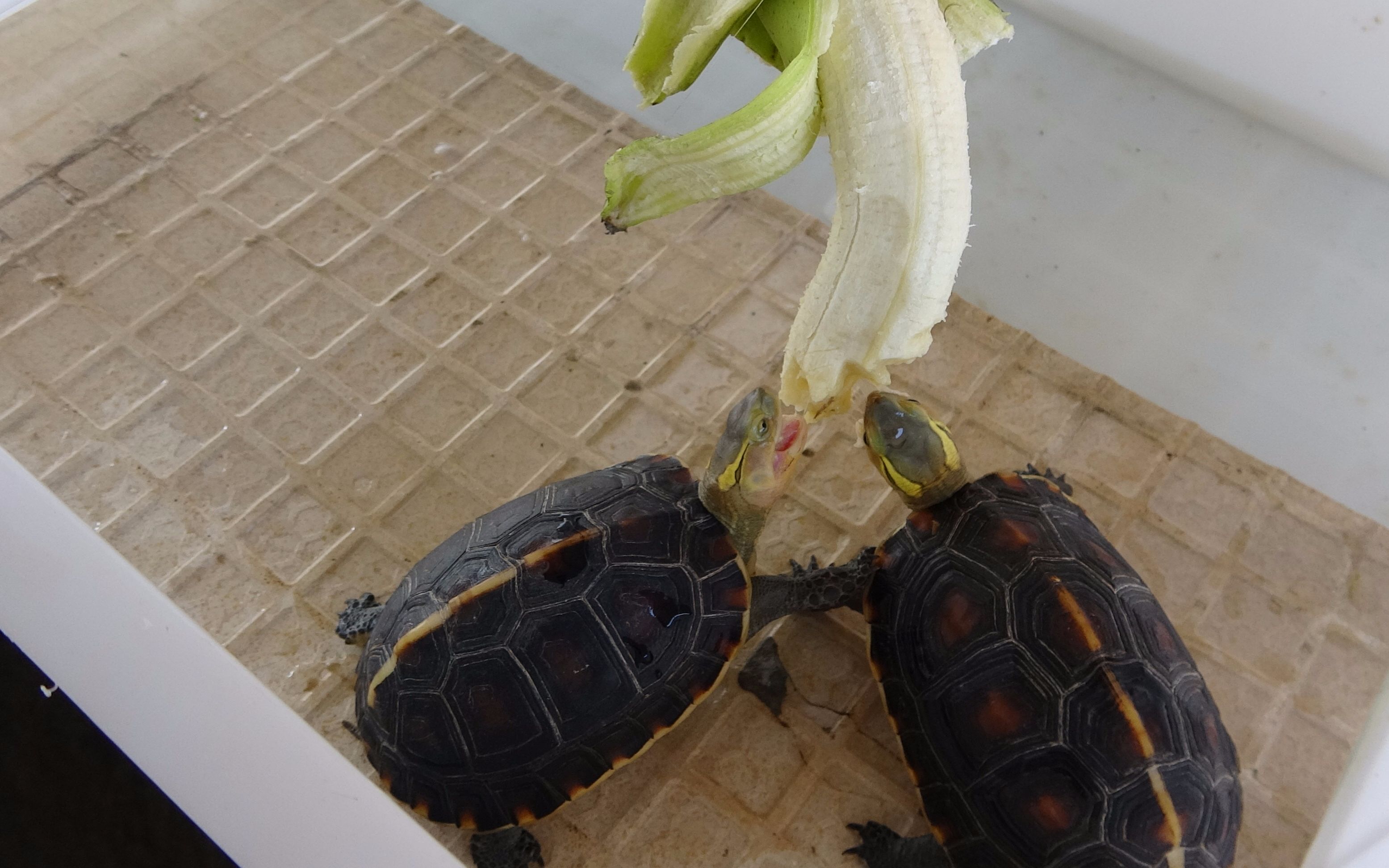 老林花式喂乌龟,石金钱龟苗吃鱼酱,种龟吃虾皮,黄缘吃香蕉