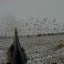 猎鸭季精彩集锦，共猎杀100只野鸭！