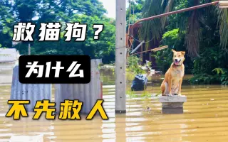 救狗 搜索结果 哔哩哔哩 Bilibili