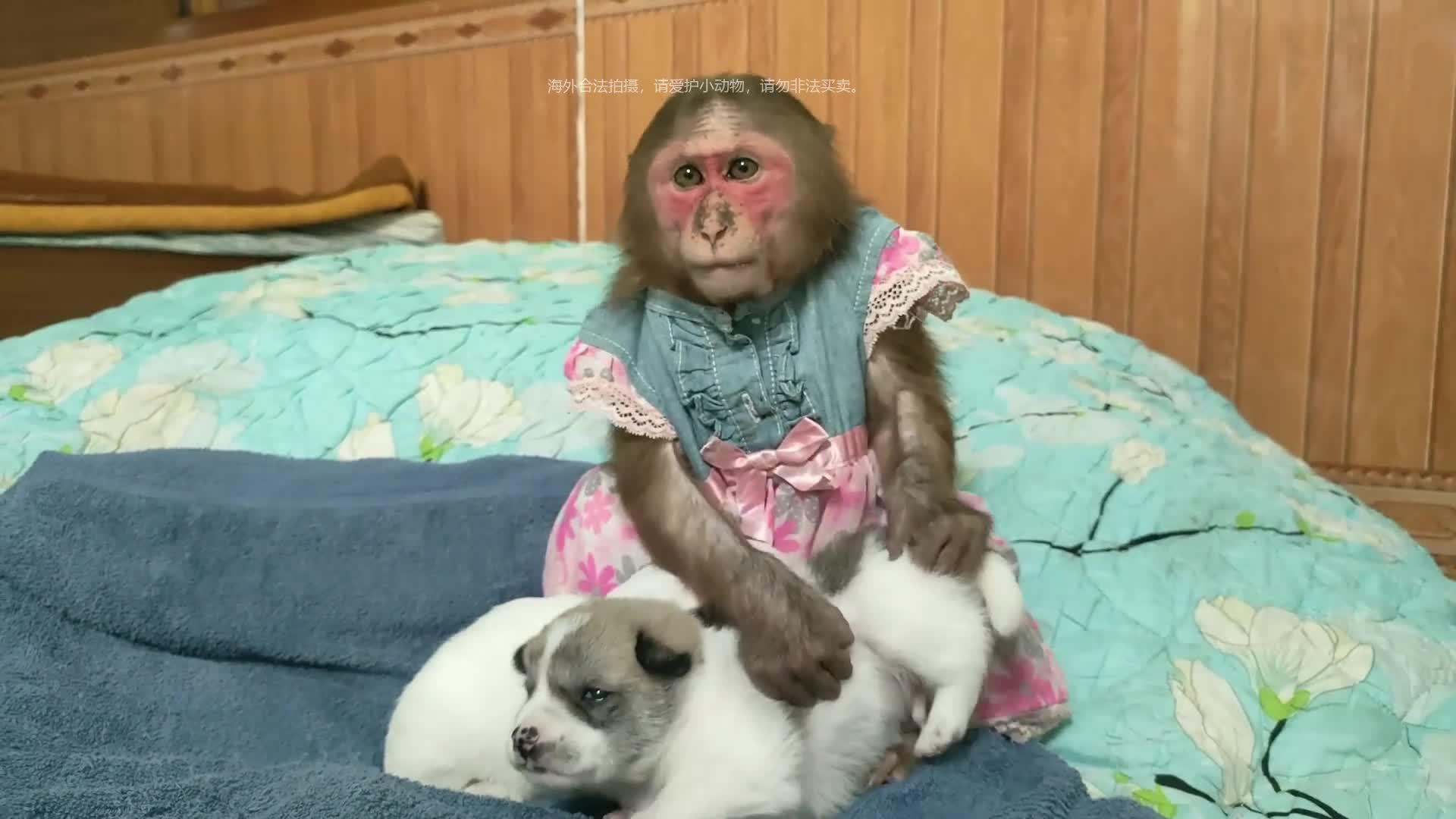 美女家里的两只猴子可真顽皮,大猴子抱小猴子打狗子