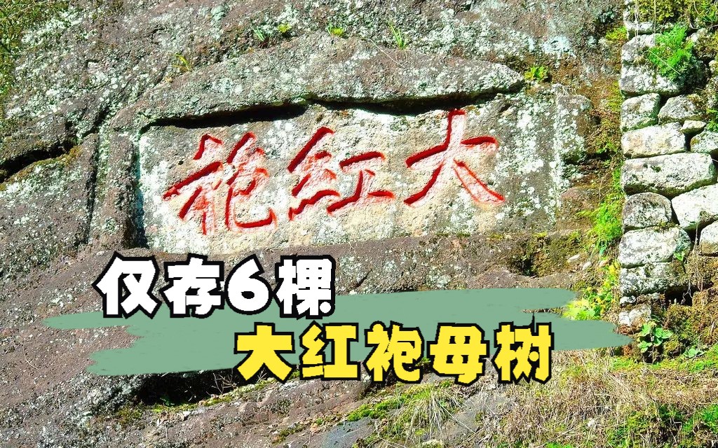 【中国茶文化】武夷山现仅存六棵的大红袍母树!哔哩哔哩bilibili