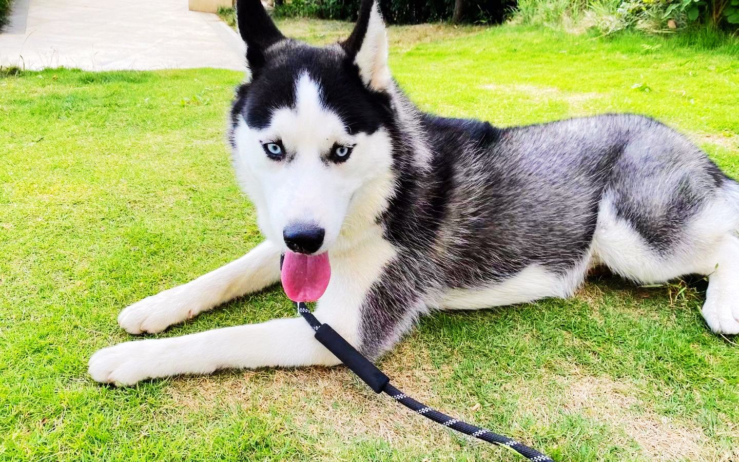 帅不帅自己看特特哈士奇狗狗