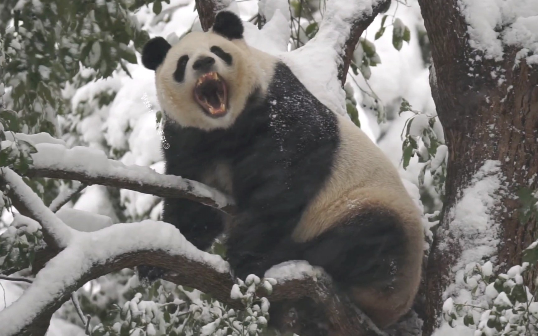 【大熊猫二青青】青椒咆哮:让暴风雪来得更猛烈些吧!嗷嗷嗷!