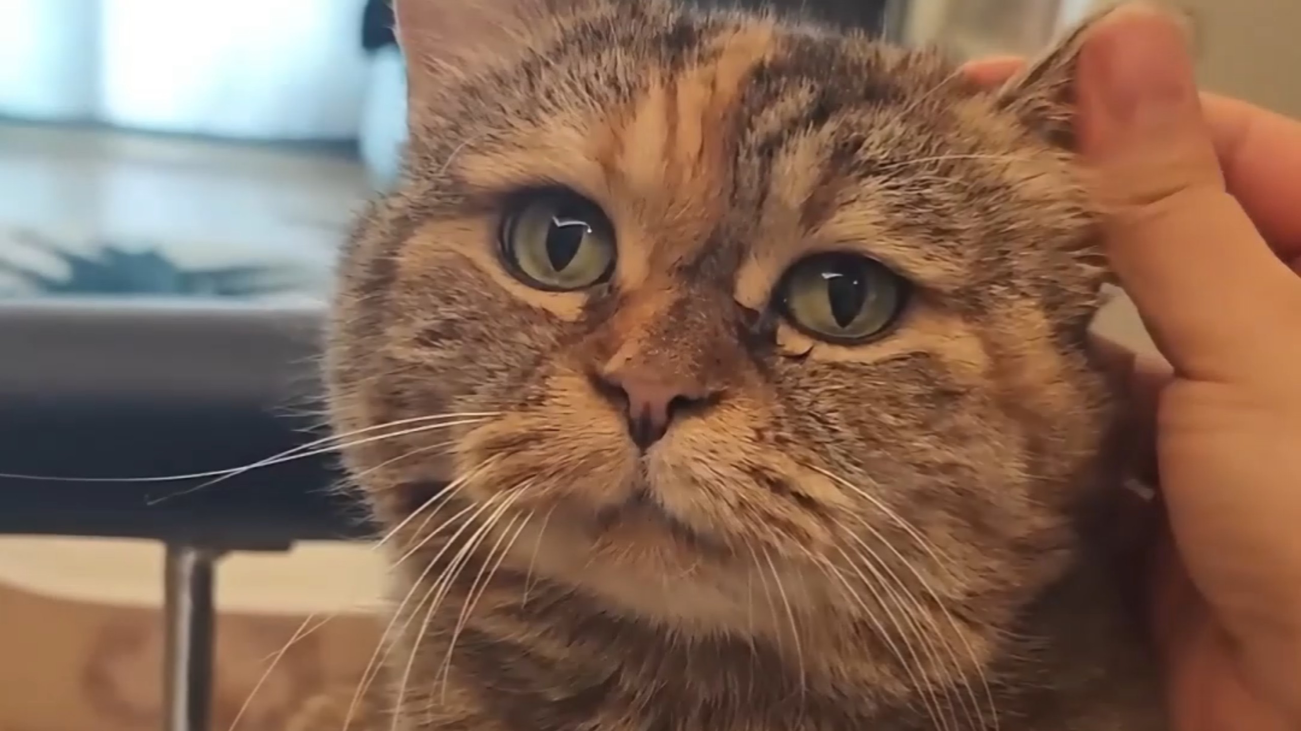 太好了，养到绝世吵猫了！