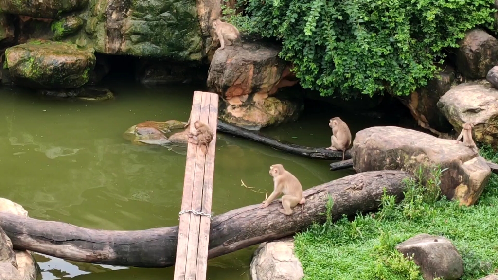 广州动物园的北豚尾猴