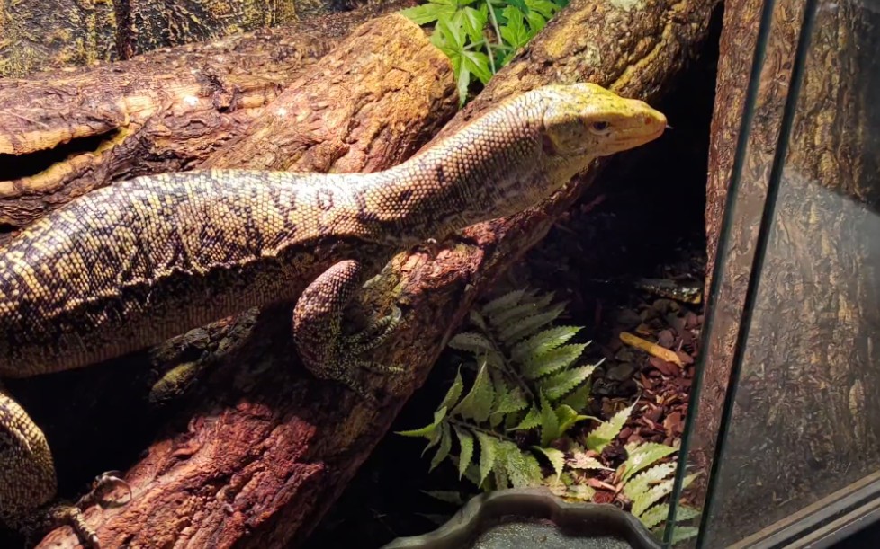 黄头巨蜥在新家次肉肉_哔哩哔哩 (゜-゜)つロ 干杯~-bilibili