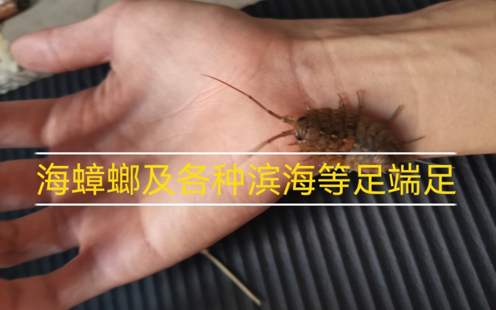 寝室暂养 海边等足目及端足目 海蟑螂进食
