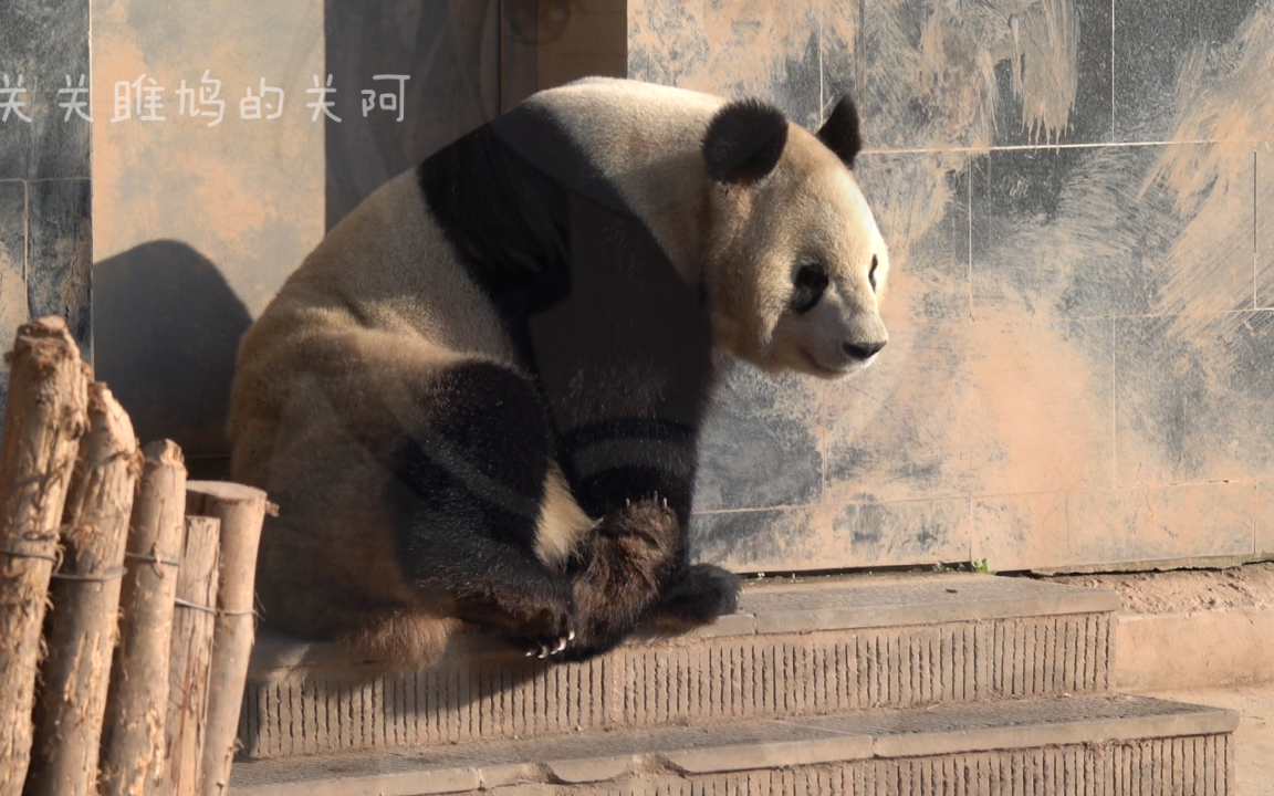 【大熊猫瑛华】在等饲养员开门的花妈妈