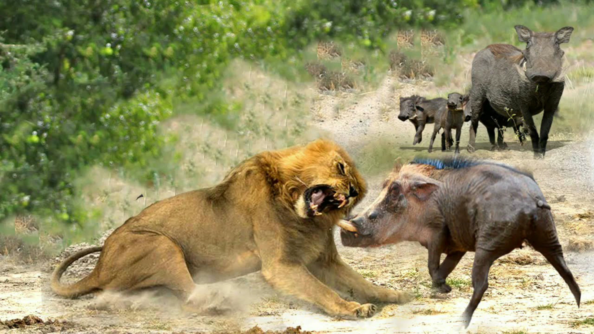 动物捕猎混剪,狮子猎捕疣猪